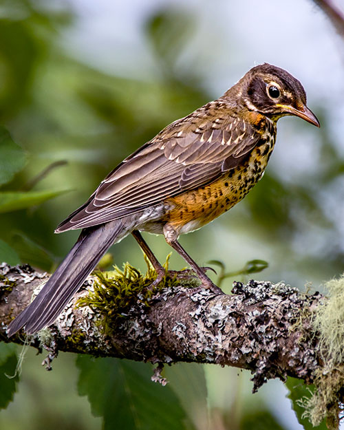 American Robin