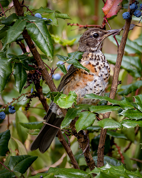 American Robin