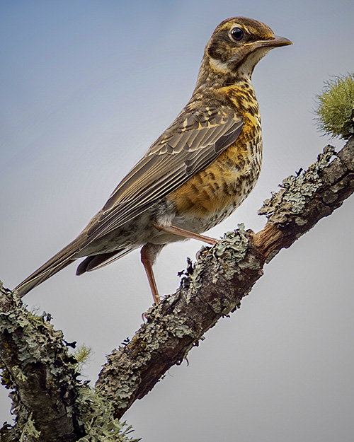 American Robin