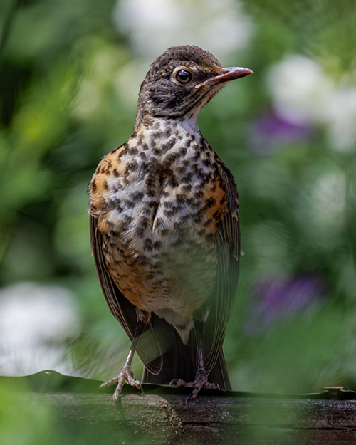 American Robin