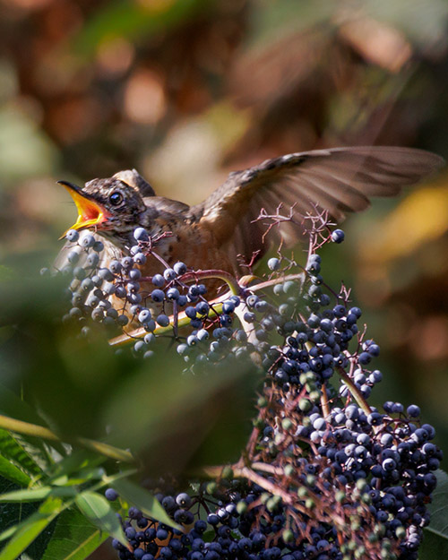 American Robin