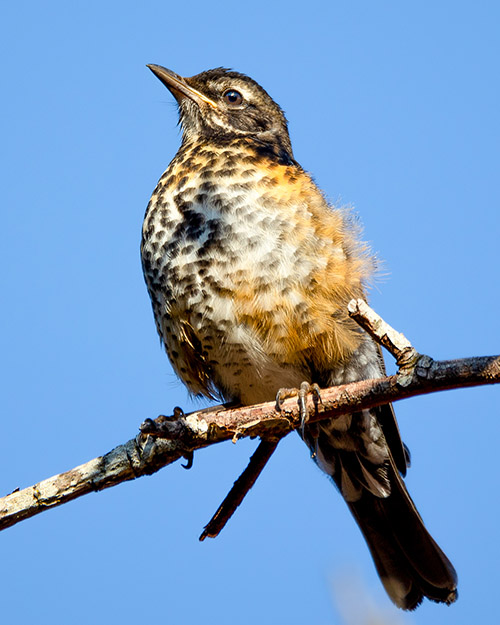 American Robin