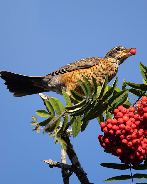 American Robin