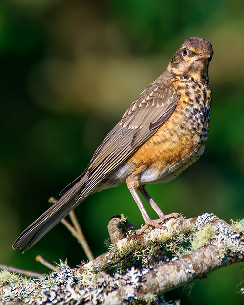 American Robin