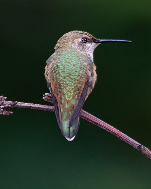 Rufous Hummingbird