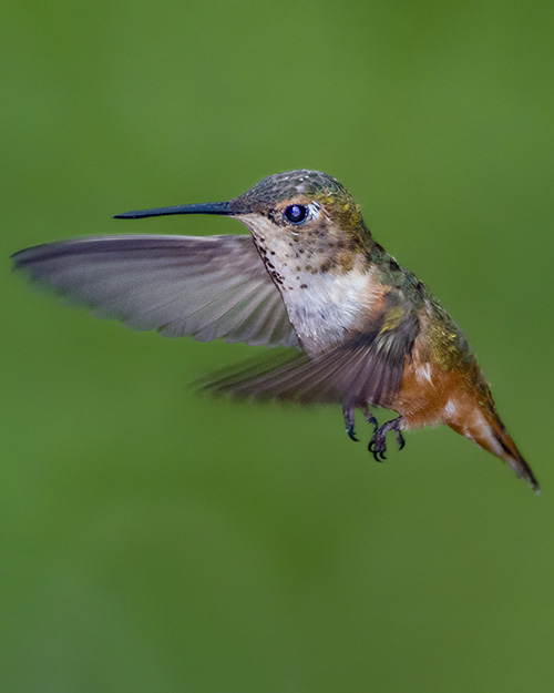 Rufous Hummingbird