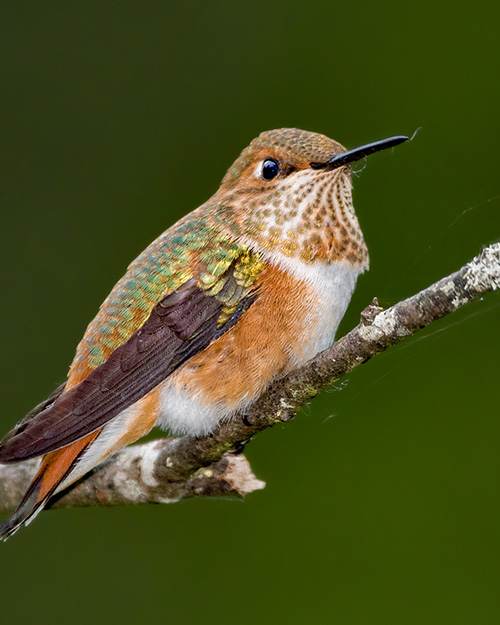 Rufous Hummingbird