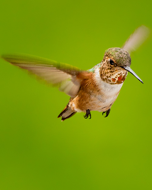 Rufous Hummingbird