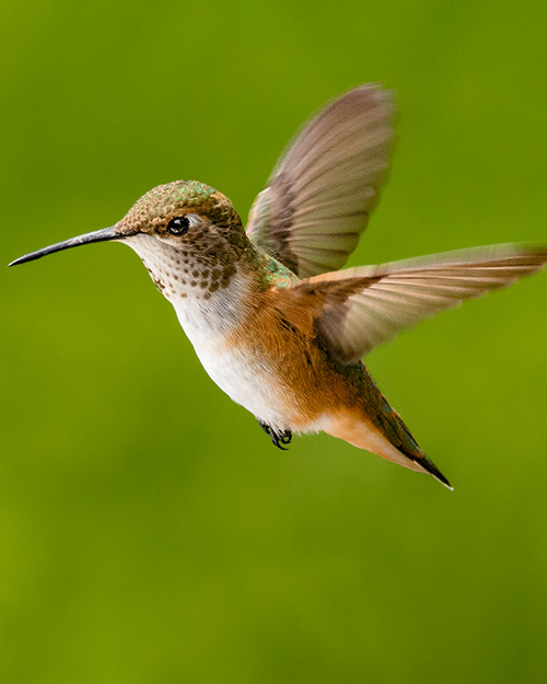 Rufous Hummingbird