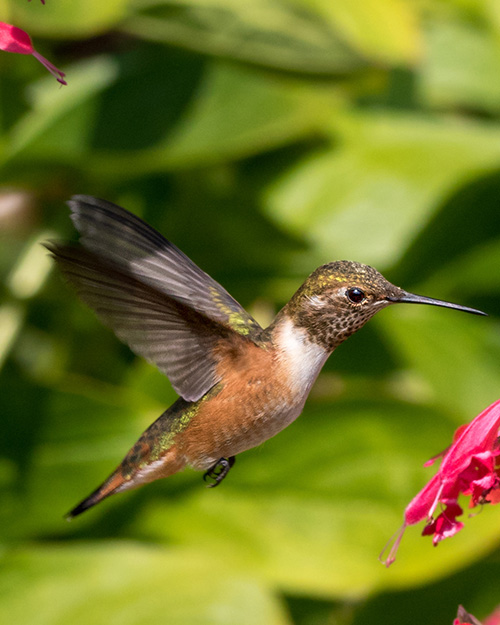 Rufous Hummingbird