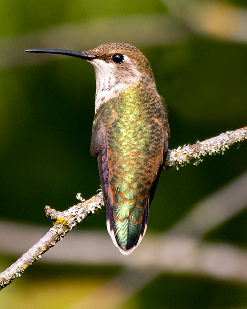 Rufous Hummingbird