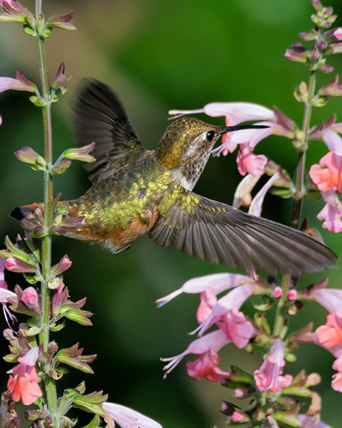 Rufous Hummingbird