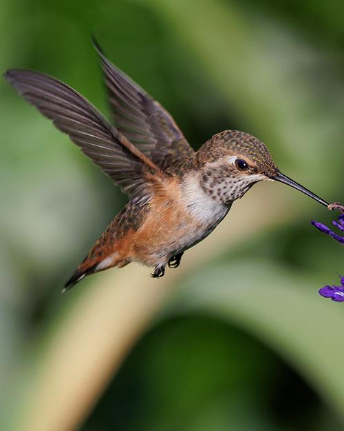 Rufous Hummingbird