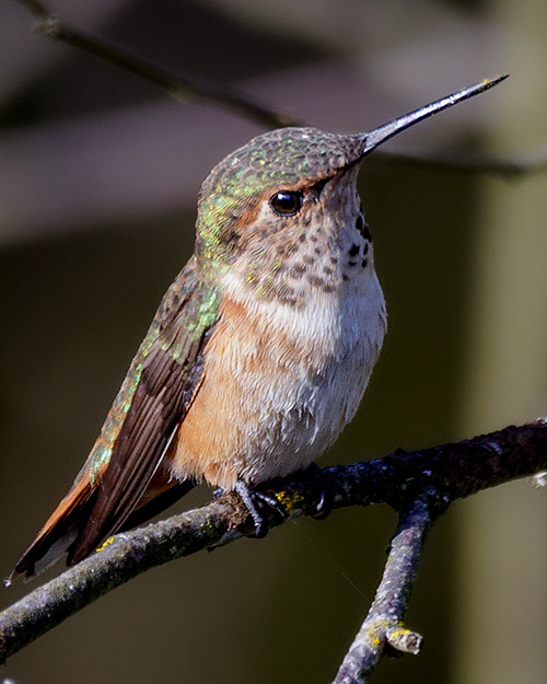 Rufous Hummingbird