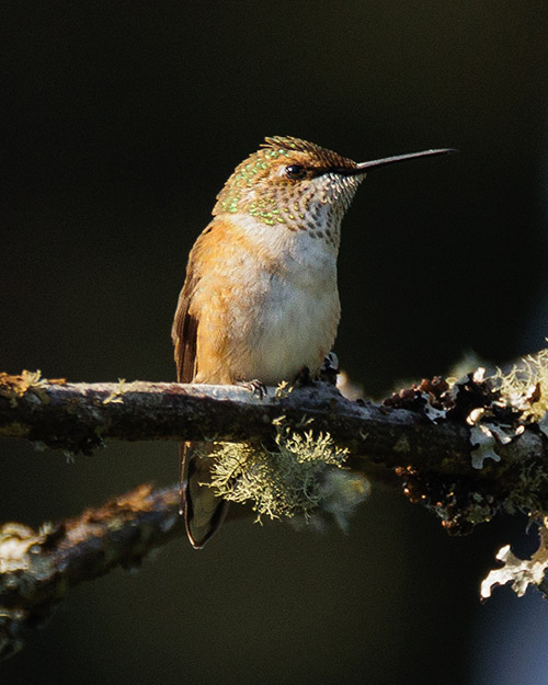 Rufous Hummingbird