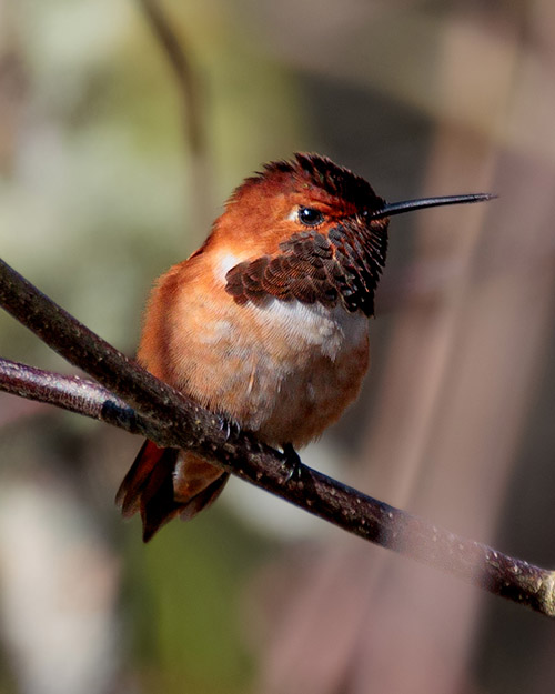 Rufous Hummingbird