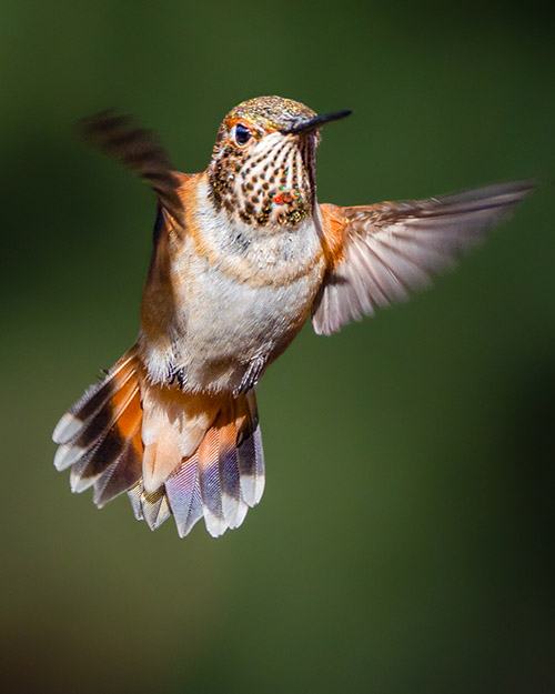 Rufous Hummingbird