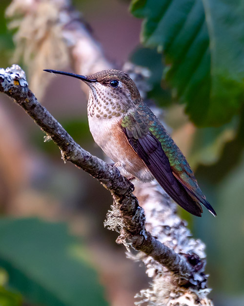 Rufous Hummingbird