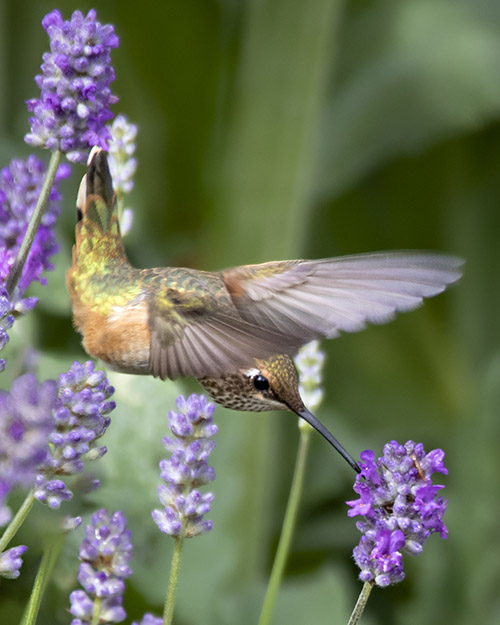 Rufous Hummingbird