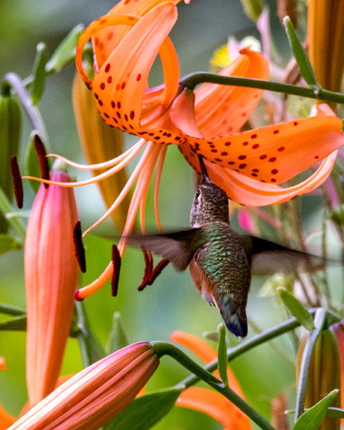 Rufous Hummingbird