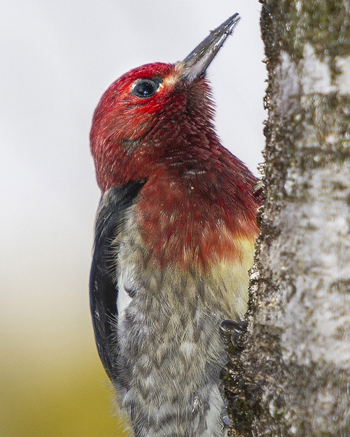 Red-breasted Sapsucker