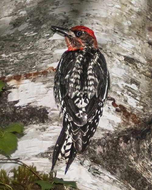 Red-breasted Sapsucker