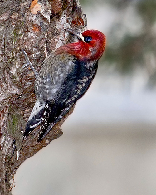 Red-breasted Sapsucker