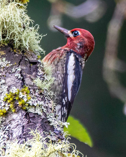 Red-breasted Sapsucker