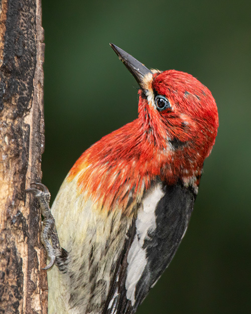 Red-breasted Sapsucker