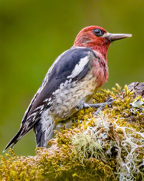 Red-breasted Sapsucker