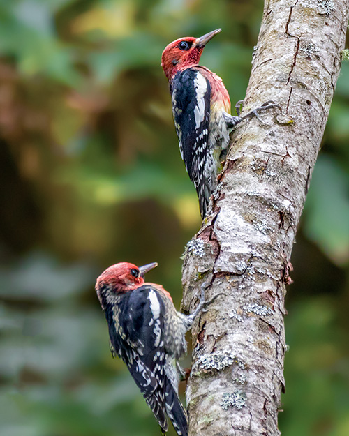 Red-breasted Sapsucker