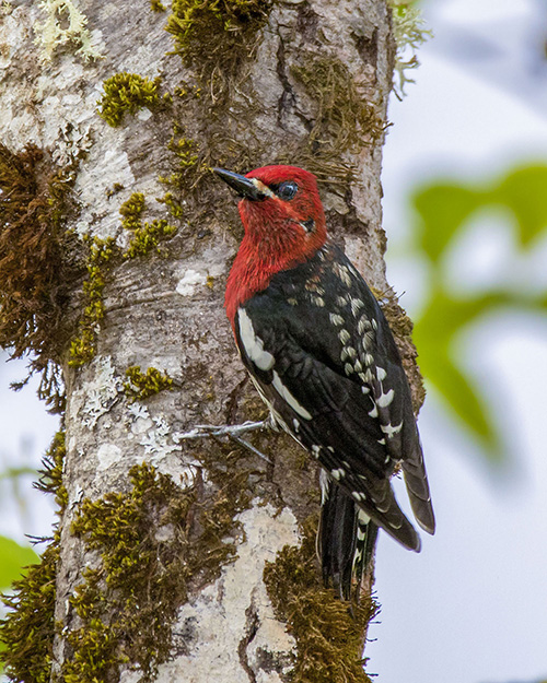 Red-breasted Sapsucker