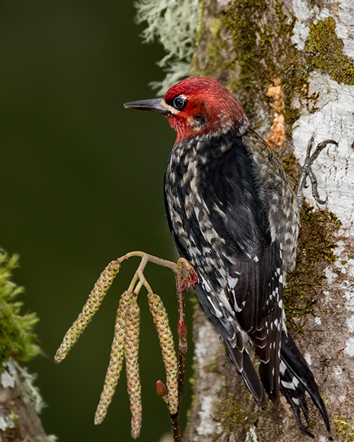 Red-breasted Sapsucker