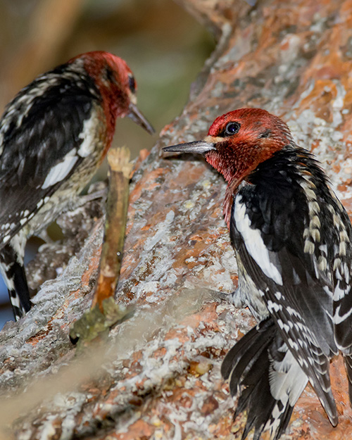 Red-breasted Sapsucker