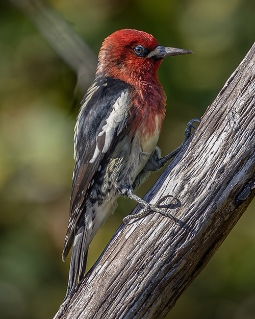 Red-breasted Sapsucker