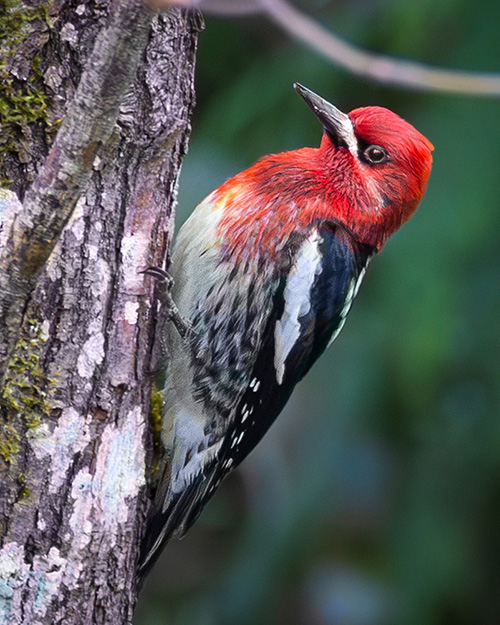 Red-breasted Sapsucker