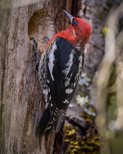 Red-breasted Sapsucker