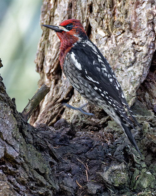 Red-breasted Sapsucker