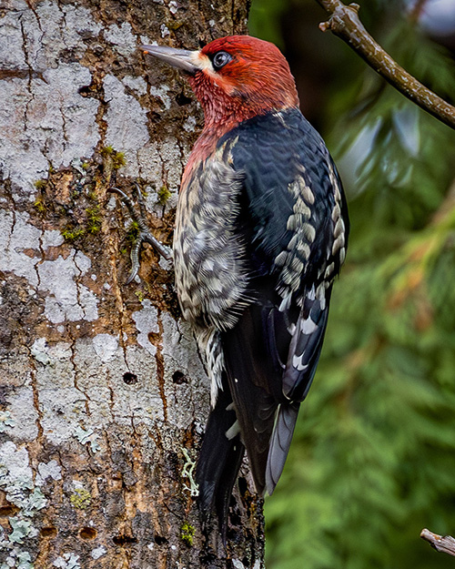 Red-breasted Sapsucker