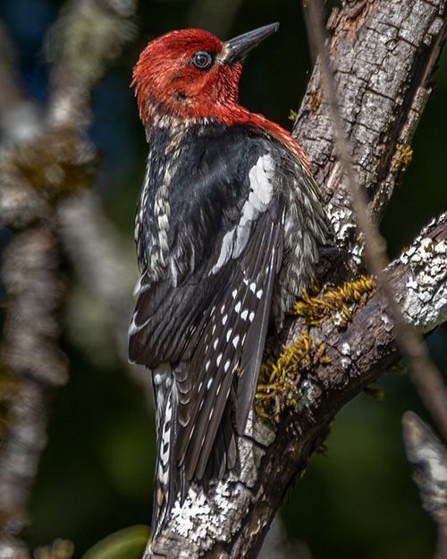 Red-breasted Sapsucker