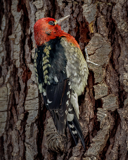 Red-breasted Sapsucker