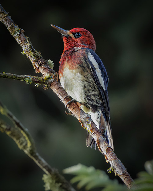 Red-breasted Sapsucker