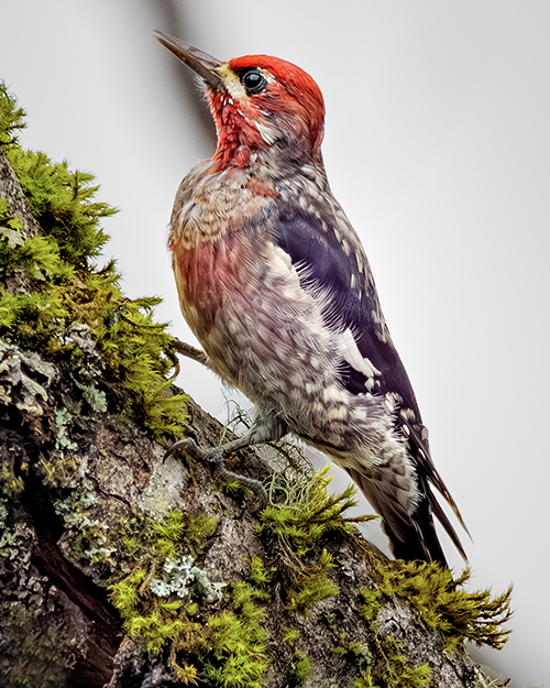 Red-breasted Sapsucker