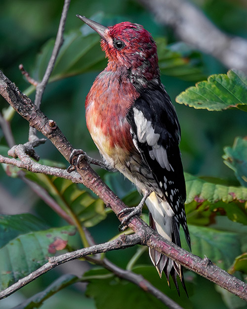 Red-breasted Sapsucker