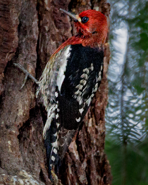 Red-breasted Sapsucker