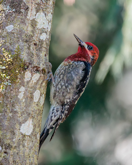 Red-breasted Sapsucker