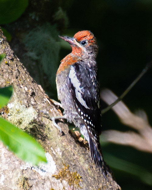 Red-breasted Sapsucker