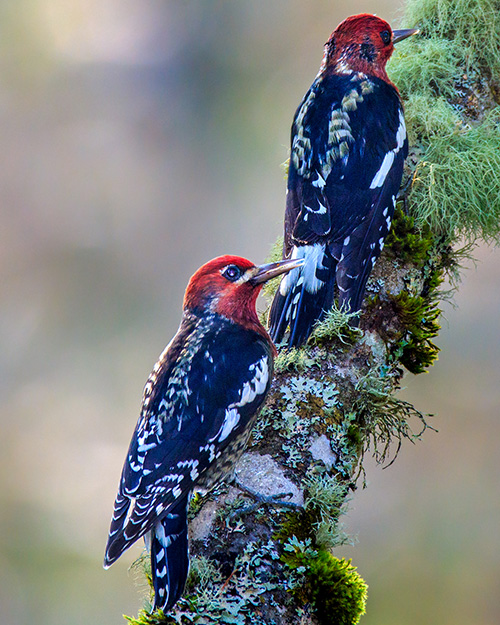 Red-breasted Sapsucker