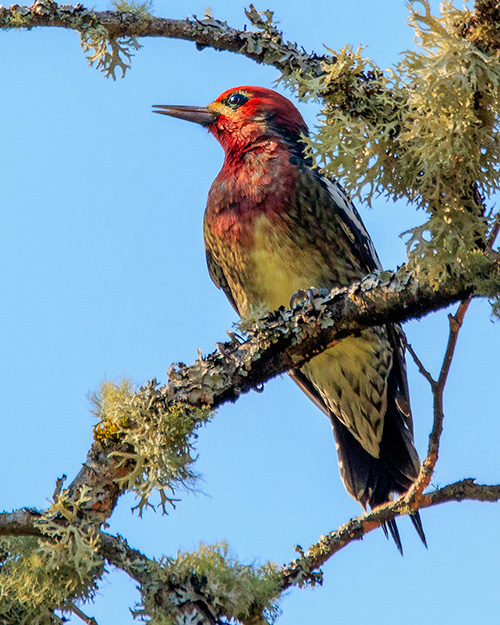 Red-breasted Sapsucker