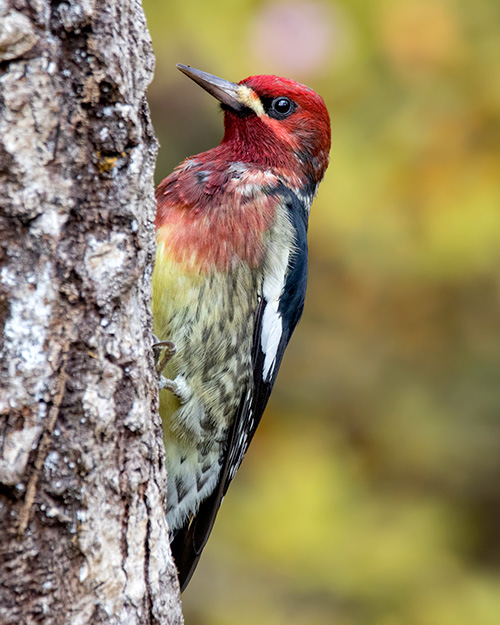 Red-breasted Sapsucker